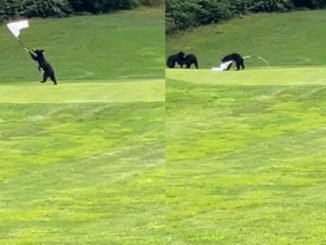 Bear Cubs Caught on Camera Playing 'Capture the Flag' on Golf NC Course