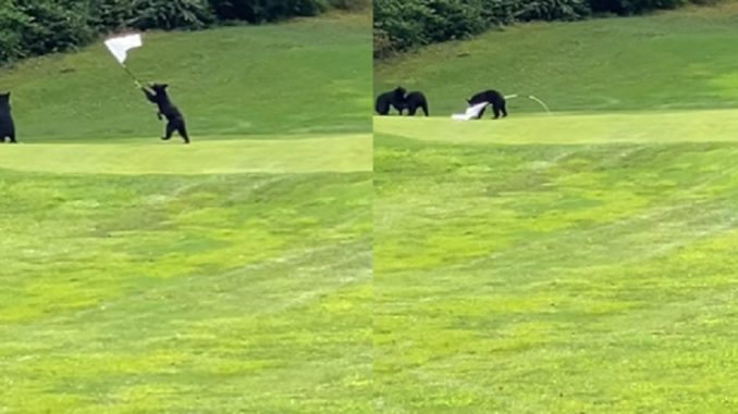 Bear Cubs Caught on Camera Playing 'Capture the Flag' on Golf NC Course