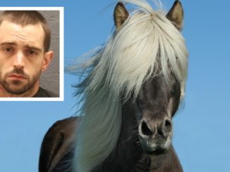 Man Arrested After Stealing a Horse And Hiding It In His Bedroom In South Carolina