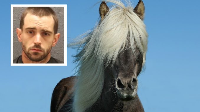 Man Arrested After Stealing a Horse And Hiding It In His Bedroom In South Carolina