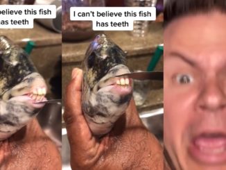 There's Really a Fish That Has Human-Like Teeth Near The North Carolina Coast