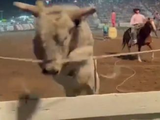 Viral Video Shows Bull Leap Into Crowd at Idaho Rodeo