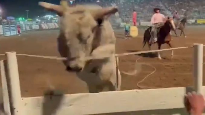 Viral Video Shows Bull Leap Into Crowd at Idaho Rodeo