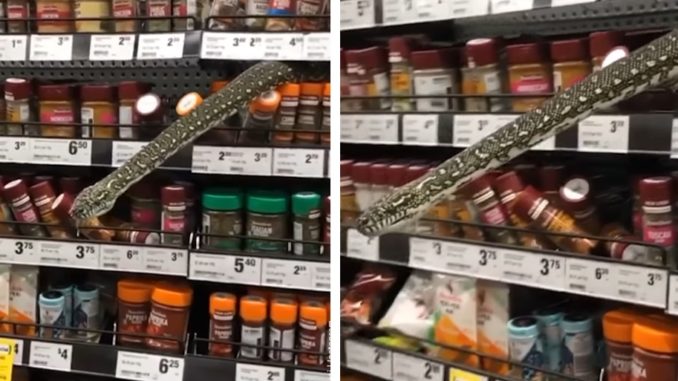 Video Shows 10-Foot-Long Python Playing 'Peek-A-Boo' With Shopper at Australian Grocery Store