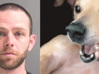 Florida Man Charged After Being Caught on Video Having Sexual Relations With Wife's Dog & Also Possessing Child Pornography