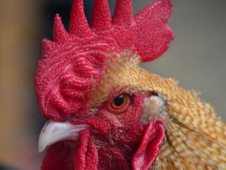 If It Ain't One Thing, It's Another: Bird Flu Found In Indiana, Maine and New York Poultry Farms