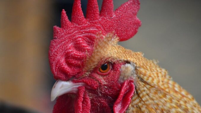 If It Ain't One Thing, It's Another: Bird Flu Found In Indiana, Maine and New York Poultry Farms