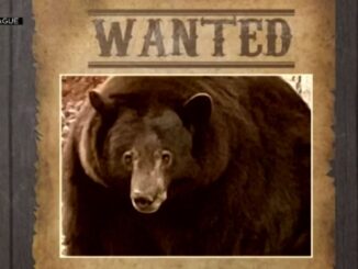 500-Pound Black Bear Known As 'Hank The Tank' Is On The Run After Breaking Into California Homes