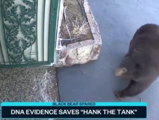 Long Live 'Hank The Tank': Black Bear Has Been Cleared by DNA Evidence After Being Falsely Accused of Multiple Home Invasions in California