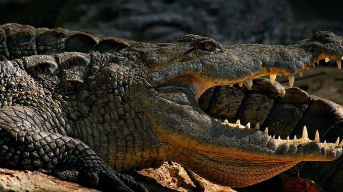 Human Remains Found in Gator-Infested Waters in Florida
