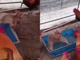 Placing Bets: Chickens & Roosters Watch as Illegal Pup Fight Goes Down
