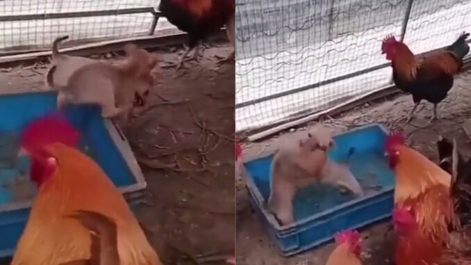Placing Bets: Chickens & Roosters Watch as Illegal Pup Fight Goes Down