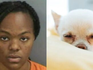 Florida Teen Admits to Stabbing Her Family's Dog, Says The Animal Was Part of 'Voodoo Curse'