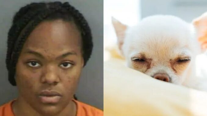 Florida Teen Admits to Stabbing Her Family's Dog, Says The Animal Was Part of 'Voodoo Curse'