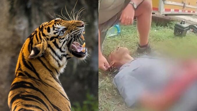 “Am I f**king dead?”: Shocking Body Camera Footage Shows Moments Following Florida Tiger Attack