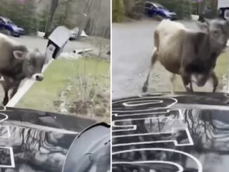 'She’s busy assaulting a mailbox': Watch This New Jersey Bull Get Caught on Camera 'Beefing' With Mailbox