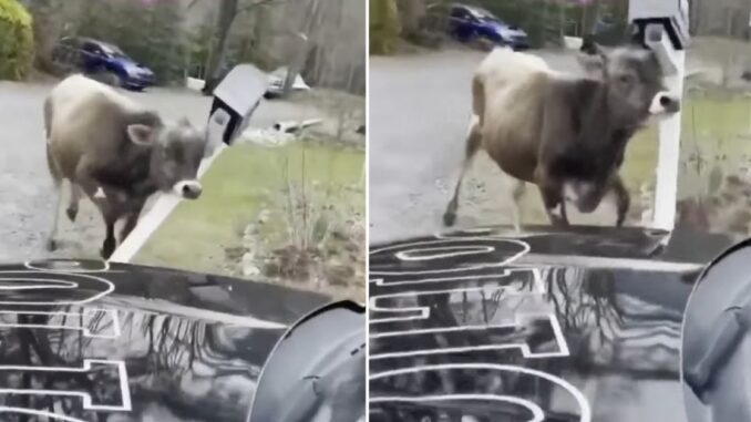 'She’s busy assaulting a mailbox': Watch This New Jersey Bull Get Caught on Camera 'Beefing' With Mailbox