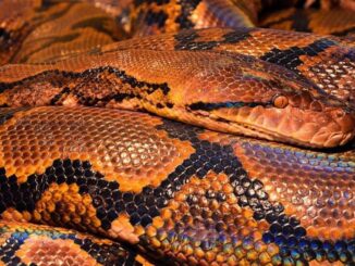 Maryland Man With 100+ Snakes in His House Died from Snake Bite; Autopsy Reveals