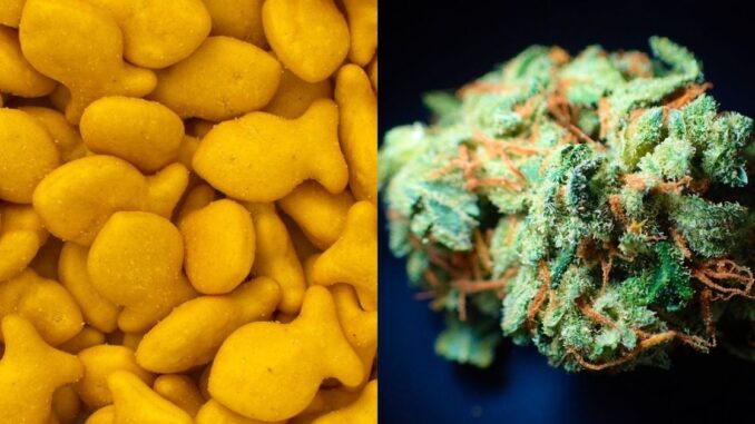 Laced Goldfish Crackers: Three Toddlers Hospitalized After Being Exposed to THC in Virgina; Daycare Provider Arrested