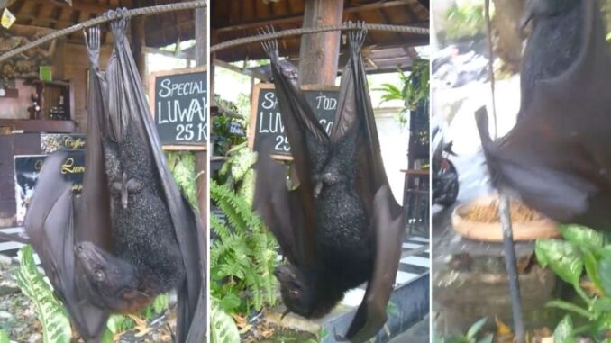 'I think it's a boy': Humongous Bat Takes Centerstage in This Viral Video