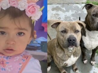 'He wouldn't let go of my daughter': Mother Stabs Family Dog to Death After Mauling Her 1-Year-Old