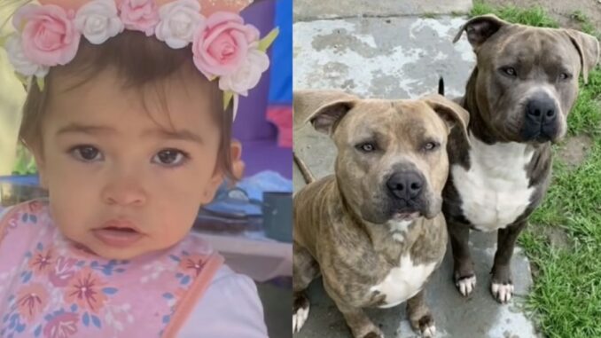 'He wouldn't let go of my daughter': Mother Stabs Family Dog to Death After Mauling Her 1-Year-Old