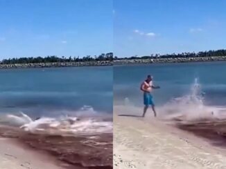 What Are They Beefin' About? Sharks Get into a Brutal Bloody Fight on Shoreline