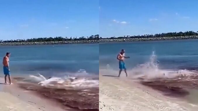 What Are They Beefin' About? Sharks Get into a Brutal Bloody Fight on Shoreline