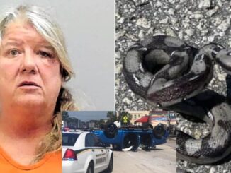 Florida Woman Crashes into Multiple Vehicles and Throws Fake Snake at Cops While Trying to Make Getaway