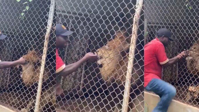 : Lion Takes a Guy's Finger Off in Jamaican Zoo