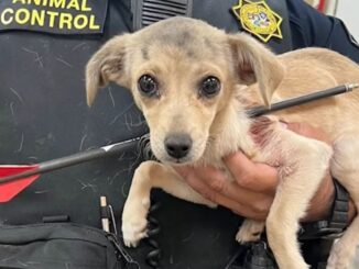 Cruel World: Puppy Found With An Arrow Shot Through Her Neck in California