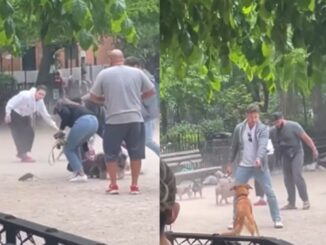 Owners Try and Keep Dogs at Away from Rat Causing Chaos at NYC Park