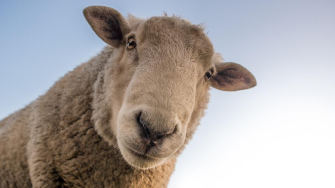 Killer Sheep Sentenced to 3 Years in Prison After Murdering Woman