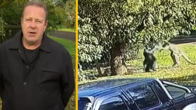 Former Boxer Gets into an All-Out Brawl With a 6ft Tall Kangaroo for 6 Minutes in Australia