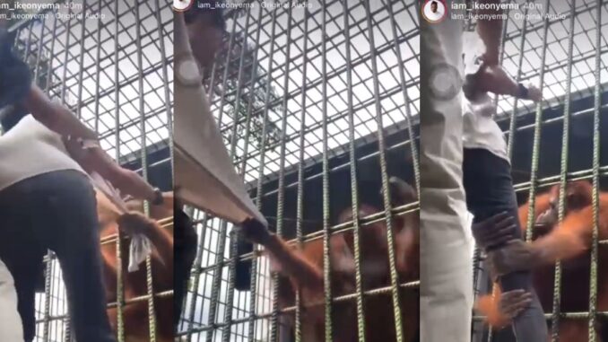 Orangutan Has a Death Grip on a Man's T-shirt & Leg in Now Viral Video