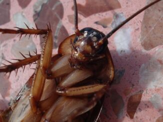 North Carolina Company Will Pay You If You Let Them Release Cockroaches in Your Home