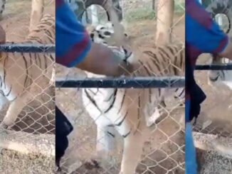 Zookeeper in Mexico Gets Attacked By Bengal Tiger 