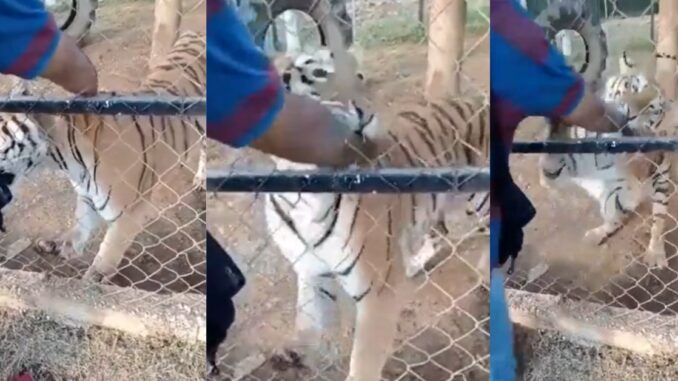 Zookeeper in Mexico Gets Attacked By Bengal Tiger 