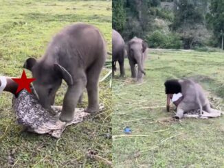 He Wanna Ride: Baby Elephant Knew Exactly What He Was Doing
