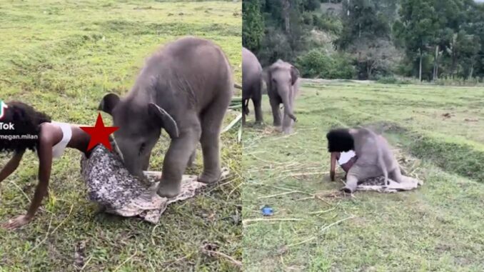 He Wanna Ride: Baby Elephant Knew Exactly What He Was Doing