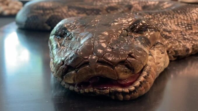 Woah: Record-Breaking Burmese Python in Florida Reportedly Had Hoofs in Stomach & Was Carrying 122 Eggs