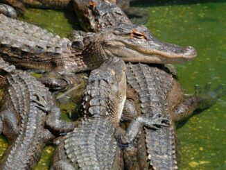 Man Killed by Giant 11-Foot Alligator That Snatched Him into Pond While Cutting Grass in Myrtle Beach