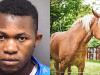Bestiality: Texas Man Sentenced to 10 Years for Having Sex With Horse