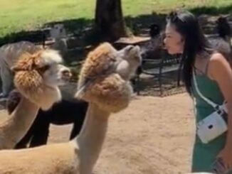 Back Up!: Llama Gives Woman a Healthy Dose of Spit to the Face!