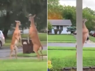 Deers Caught on Camera Slap Boxing on Someone's Front Lawn!
