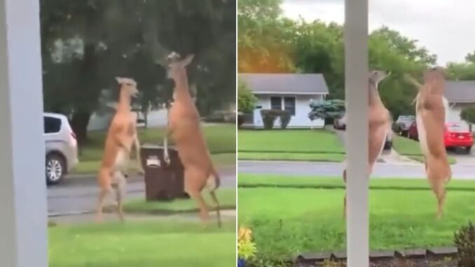 Deers Caught on Camera Slap Boxing on Someone's Front Lawn!