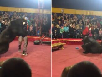 Big Grizzly: Bear Snaps and Attacks Trainer During Circus Performance!