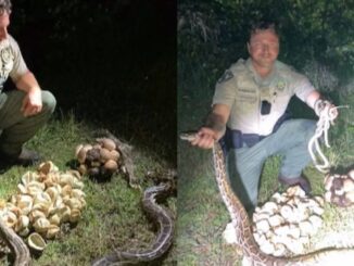 2 Large Momma Pythons and Their Nest Full of Eggs Found in Florida
