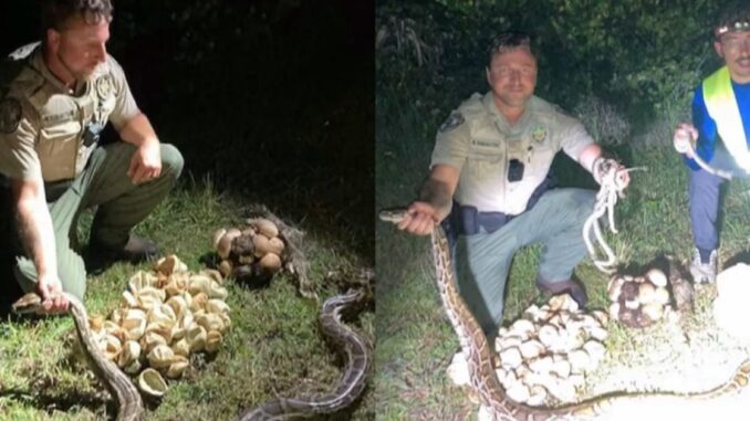 2 Large Momma Pythons and Their Nest Full of Eggs Found in Florida