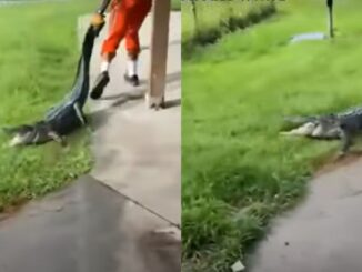 Georgia Man Drags Alligator Out of Park by its Tail in Viral Video